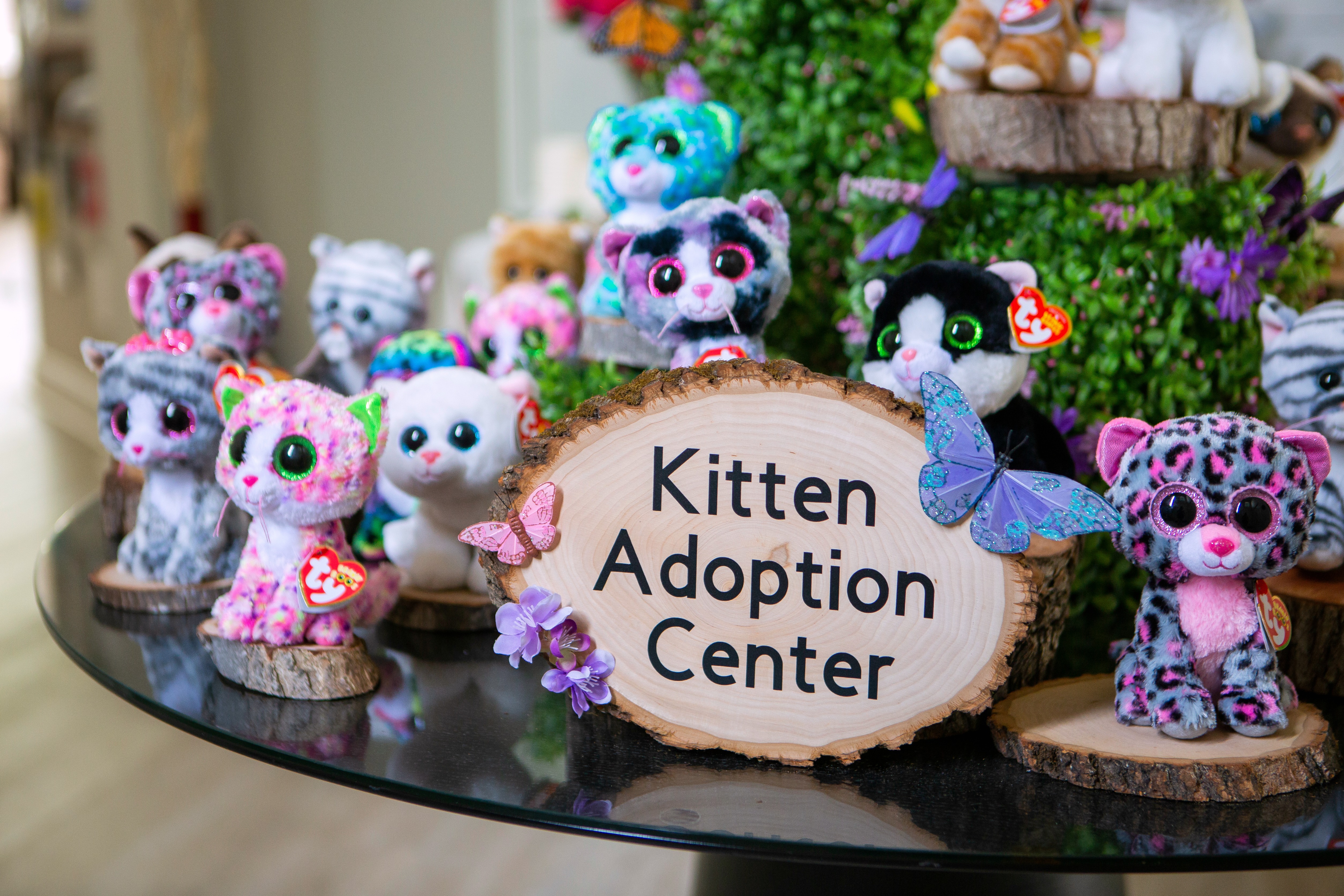 Kitten adoption stuffed animal display